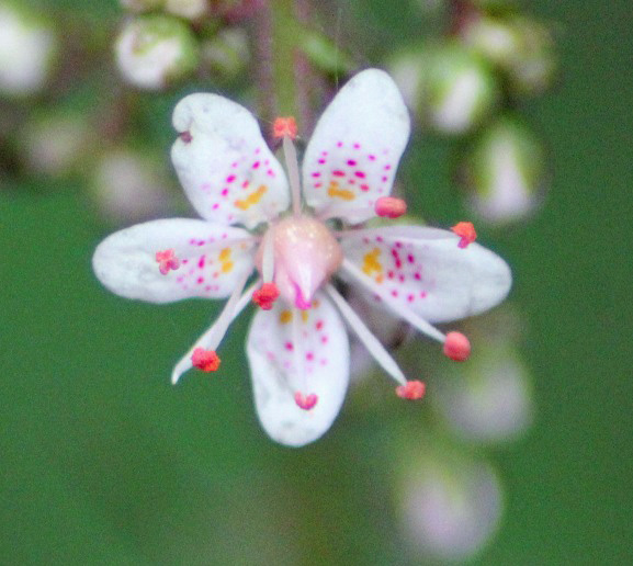 saxifraga umbrosa 1805.JPG