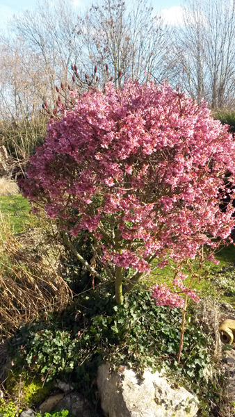 05_prunus_demi_tige.jpg