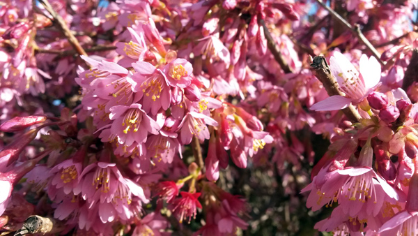 06_prunus_fleur_01.jpg