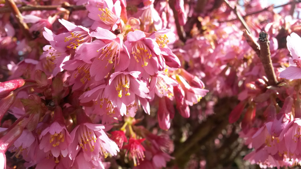 06_prunus_fleur_02.jpg