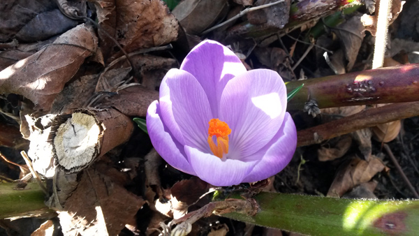 07_crocus.jpg