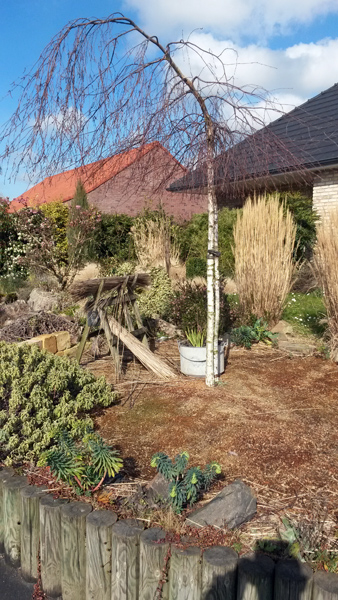 Sujet pleureur de 4 ans environ. Plus tard je le taille en parasol pour reprendre le cercle du sol.