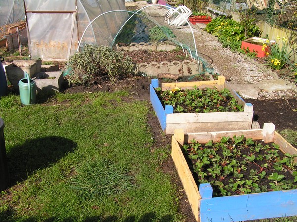 jardin 5.jpg