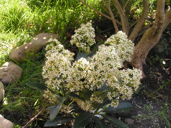 Skimmia japonica finchy