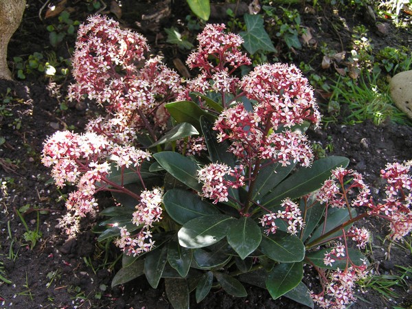 Skimmia japonica rubella