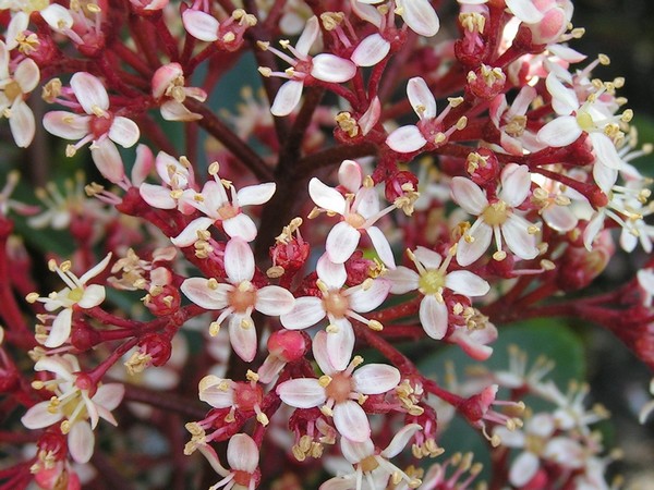 Skimmia japonica rubella