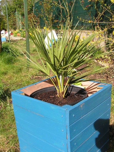 Chamaerops Humilis