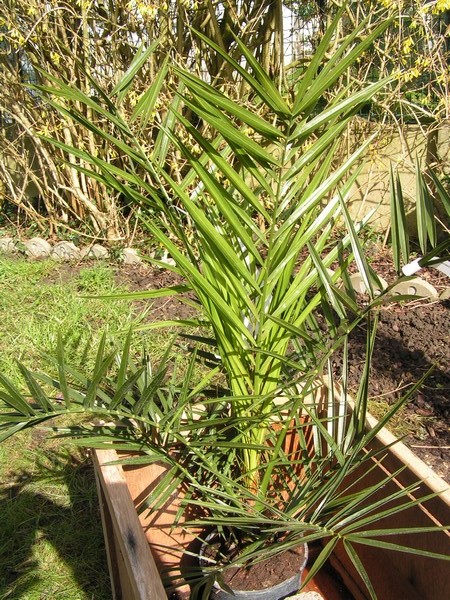 Phoenix Canariensis