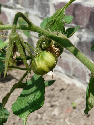cornue.JPG