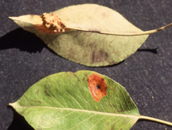 rouille4_grillag_poirier.jpg