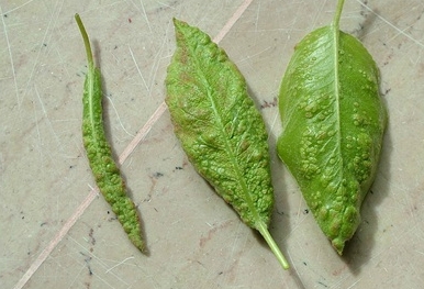 phytopte.jpg