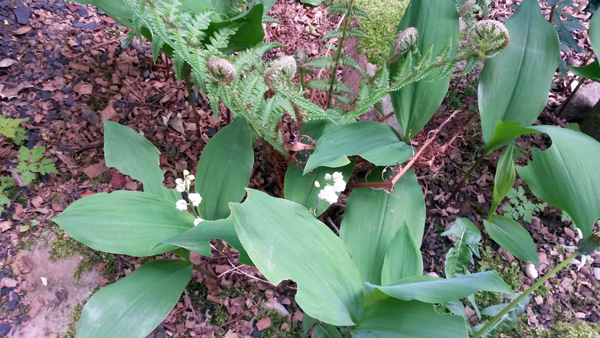 muguet_600_01.jpg