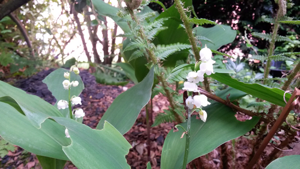 muguet_600_02.jpg