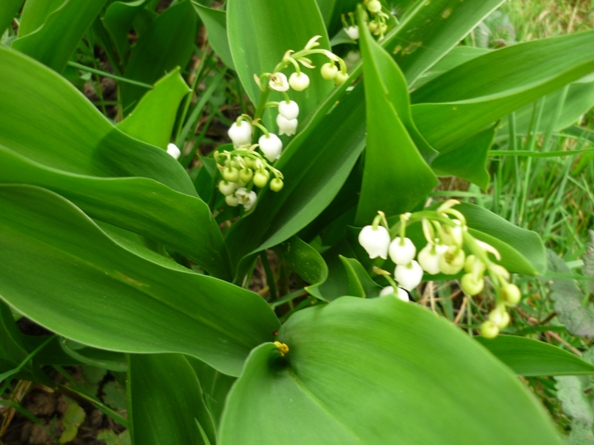 Muguet mai.JPG