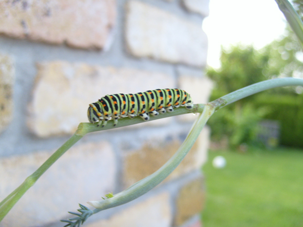 Papilio_machaon_01.jpg