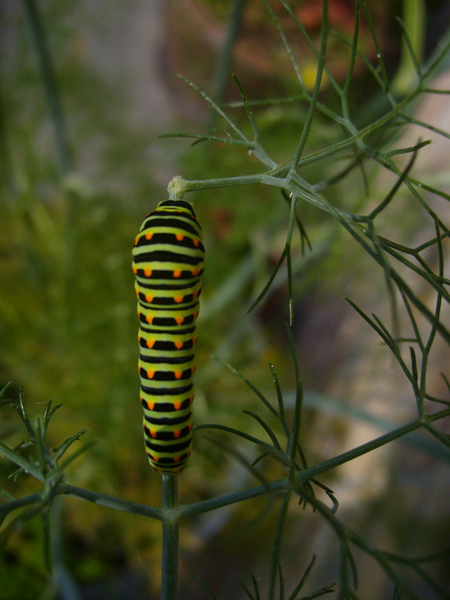 Papilio_machaon_02.jpg