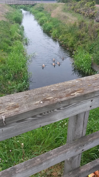 03_canard.jpg