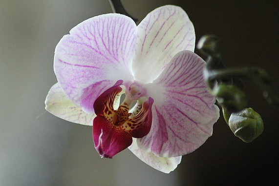 phalenopsis 1206.JPG