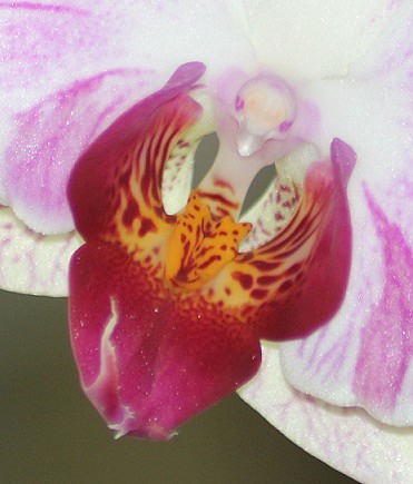 orchidee 1206.JPG