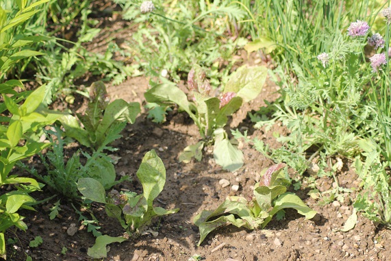 laitue asperge 1206.JPG