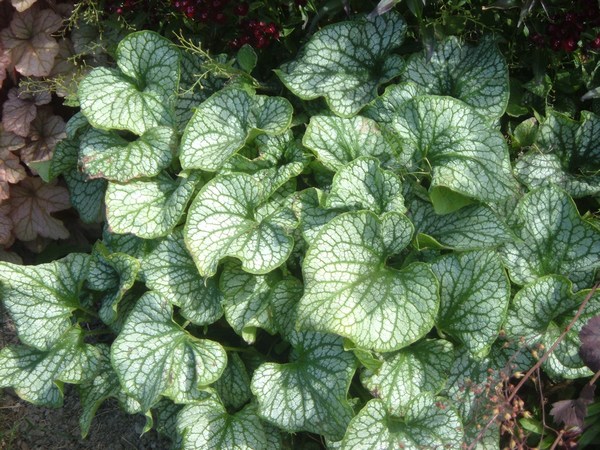 Brunnera Jack Frost