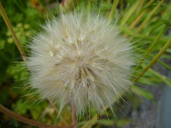 Avant la pluie