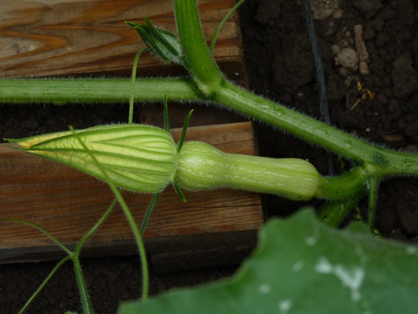courgette longue de Nice
