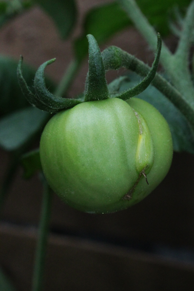 tomate 4