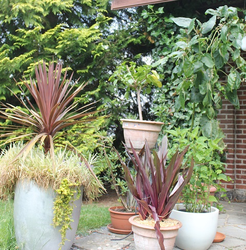 tamarillo etc 2506.JPG