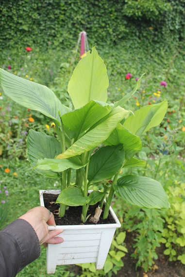 curcuma 1207.JPG