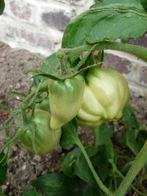 and cornue.JPG