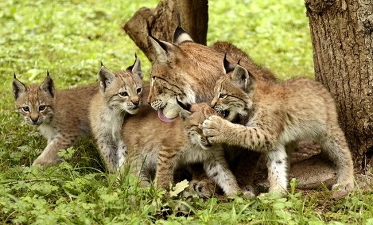 lynx.jpg