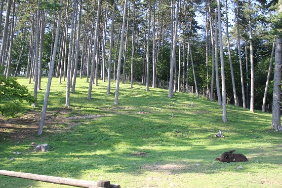 juillet 17 Han 123.JPG