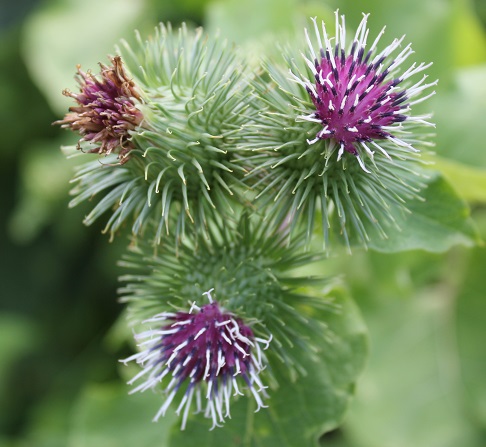 bardane fleur 3007.JPG