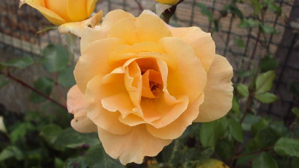 Rose abricot.JPG