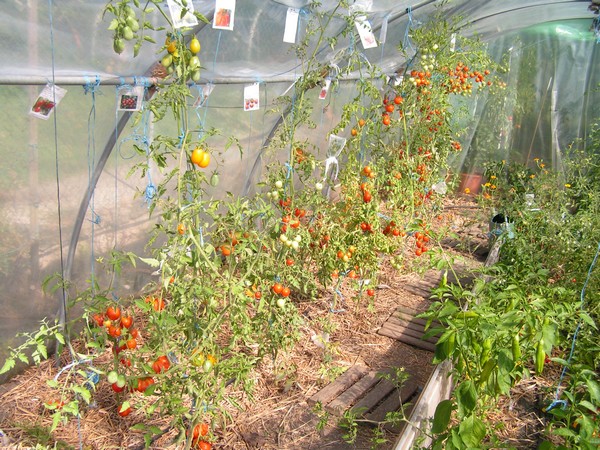 serre gde gauche_1308_1.jpg