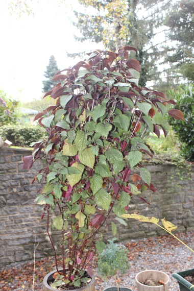 shiso bicolore 0111.jpg