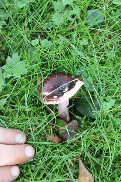 russule negrodisca 0111.jpg