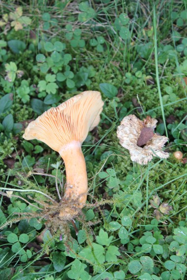 lactaire epicea 0111.jpg