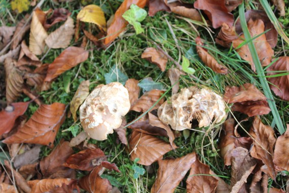 russula farinipes 0211.jpg