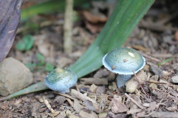 strophaire vert de gris 0111.jpg