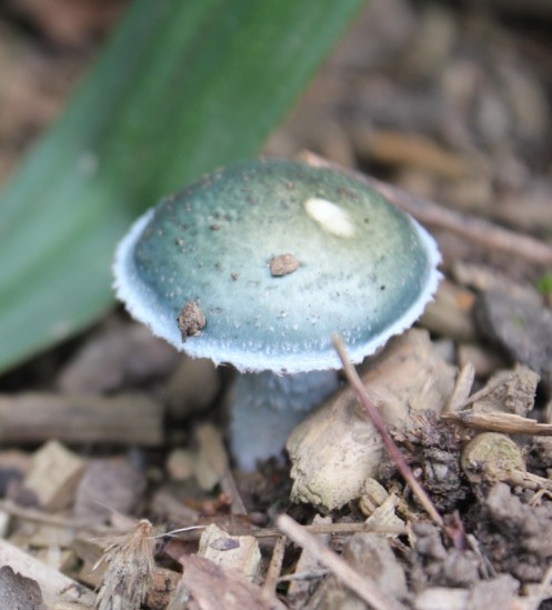 strophaire 0211.jpg