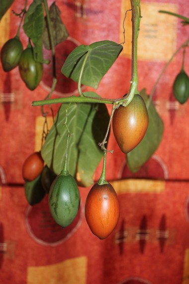tamarillo 2511.jpg