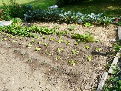 salades.JPG