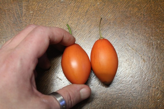 tamarillo 1012.jpg