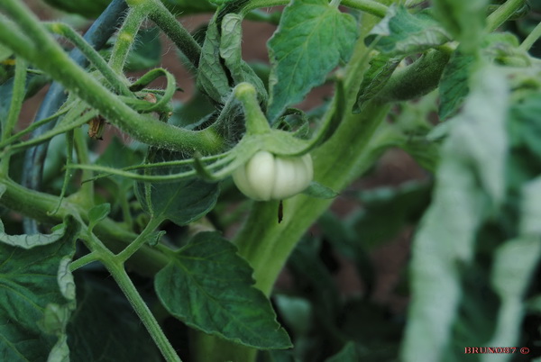 Beautée Blanche 2010 21.jpg