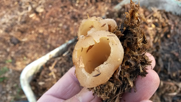 06_champignon_fumier.jpg