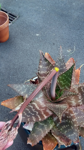 Le coup de vent qui casse la hampe florale