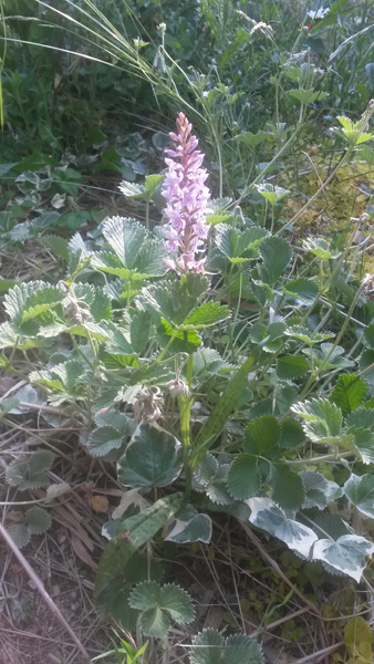 07_orchidee.jpg