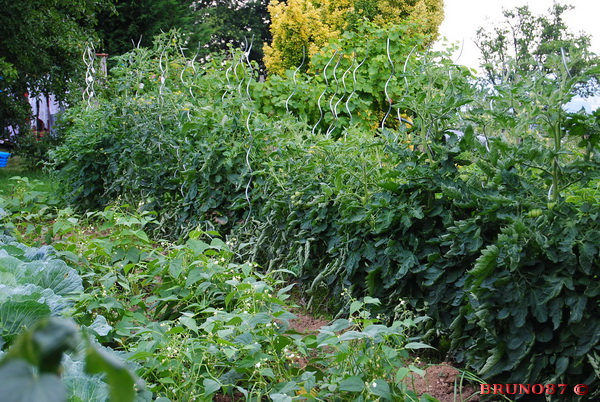 Tomates 2010 18 bbb.jpg